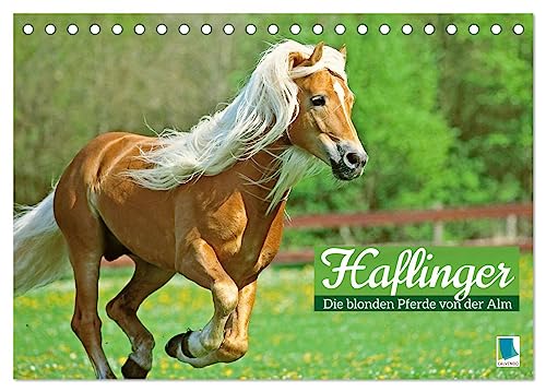 Haflinger: Die blonden Pferde von der Alm (Tischkalender 2024 DIN A5 quer), CALVENDO Monatskalender von CALVENDO