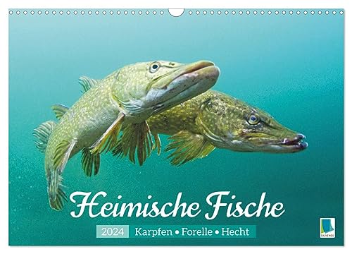 Heimische Fische: Karpfen, Forelle, Hecht (Wandkalender 2024 DIN A3 quer), CALVENDO Monatskalender