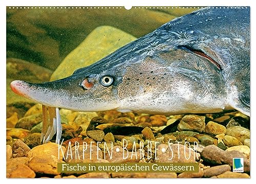 Karpfen, Barbe, Stör: Fische in europäischen Gewässern (Wandkalender 2024 DIN A2 quer), CALVENDO Monatskalender