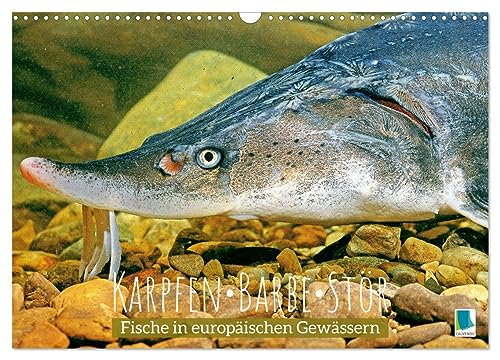Karpfen, Barbe, Stör: Fische in europäischen Gewässern (Wandkalender 2024 DIN A3 quer), CALVENDO Monatskalender