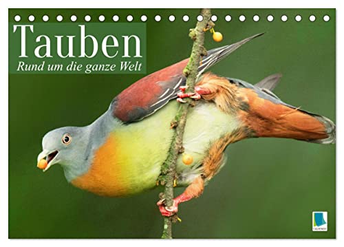 Tauben rund um die ganze Welt (Tischkalender 2024 DIN A5 quer), CALVENDO Monatskalender von CALVENDO