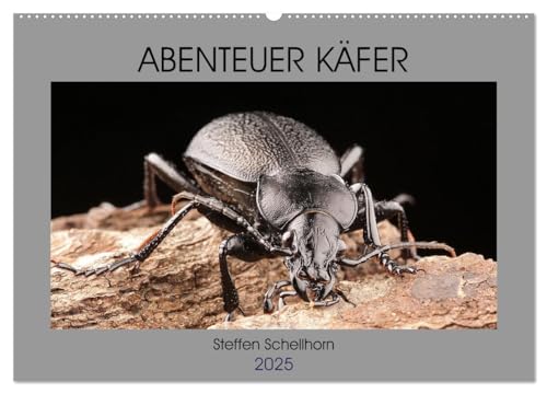 ABENTEUER KÄFER (Wandkalender 2025 DIN A2 quer), CALVENDO Monatskalender von CALVENDO