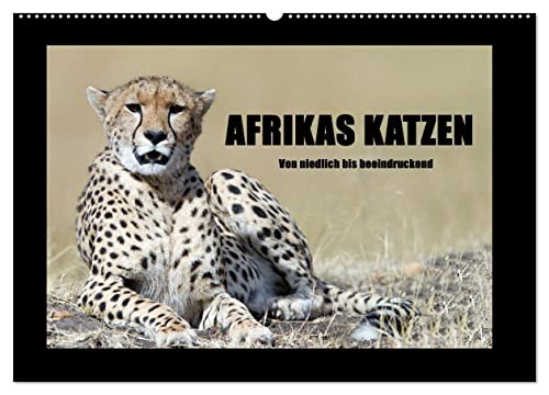 Afrikas Katzen (Wandkalender 2025 DIN A2 quer), CALVENDO Monatskalender von CALVENDO