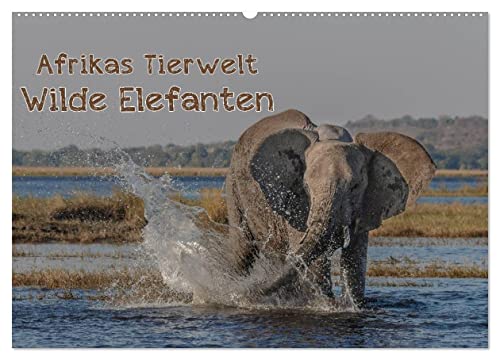 Afrikas Tierwelt - Wilde Elefanten (Wandkalender 2026 DIN A2 quer), CALVENDO Monatskalender: Wild und charakterstark - ganz nah dran an den "Grauen Riesen" (CALVENDO Tiere) von Calvendo