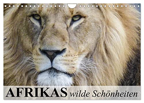 Afrikas wilde Schönheiten (Wandkalender 2026 DIN A4 quer), CALVENDO Monatskalender: Afrikas faszinierende Tierwelt (CALVENDO Tiere) von CALVENDO