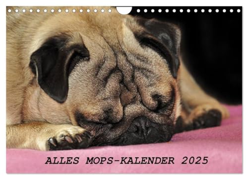 Alles Mops-Kalender 2025 (Wandkalender 2025 DIN A4 quer), CALVENDO Monatskalender von CALVENDO