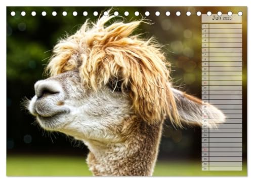 Alpaka, coole Typen mit wilden Frisuren (Tischkalender 2025 DIN A5 quer), CALVENDO Monatskalender: Kuscheltiere auf der Weide (CALVENDO Tiere) von Calvendo