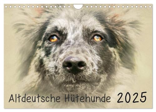 Altdeutsche Hütehunde 2025 (Wandkalender 2025 DIN A4 quer), CALVENDO Monatskalender von CALVENDO