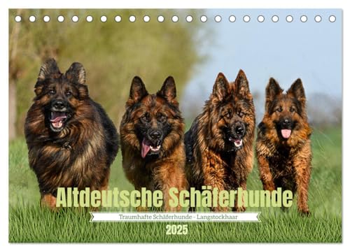 Altdeutsche Schäferhunde - Traumhafte Schäferhunde Langstockhaar (Tischkalender 2025 DIN A5 quer), CALVENDO Monatskalender von CALVENDO