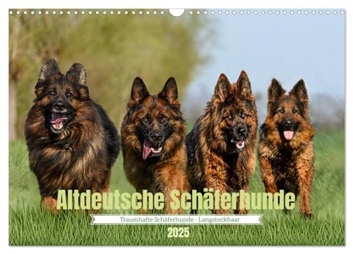 Altdeutsche Schäferhunde - Traumhafte Schäferhunde Langstockhaar (Wandkalender 2025 DIN A3 quer), CALVENDO Monatskalender von CALVENDO