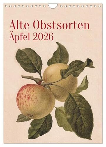 Alte Obstsorten - Äpfel 2026 (Wandkalender 2026 DIN A4 hoch), CALVENDO Monatskalender: Alte Obstsorten werden in historischen Farblithographien ... im eigenen Garten. (CALVENDO Kunst) von Calvendo