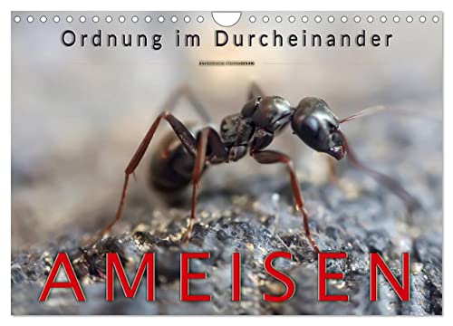 Ameisen - Ordnung im Durcheinander (Wandkalender 2025 DIN A4 quer), CALVENDO Monatskalender von CALVENDO