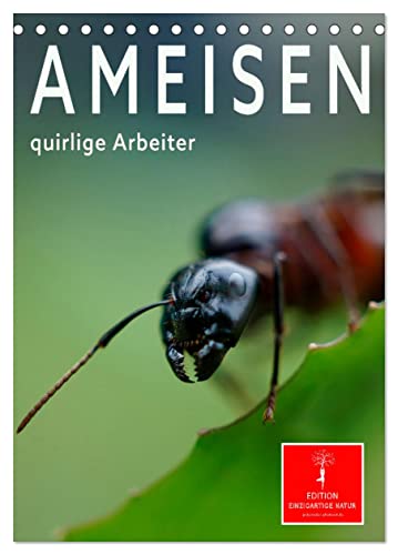 Ameisen quirlige Arbeiter (Tischkalender 2025 DIN A5 hoch), CALVENDO Monatskalender von CALVENDO