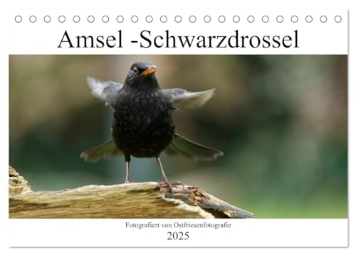 Amsel - Schwarzdrossel fotografiert von Ostfriesenfotografie (Tischkalender 2025 DIN A5 quer), CALVENDO Monatskalender von CALVENDO