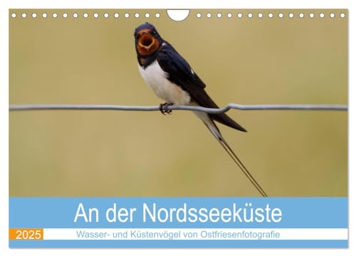 An der Nordseeküste - Wasser- und Küstenvögel fotografiert von Ostfriesenfotografie (Wandkalender 2025 DIN A4 quer), CALVENDO Monatskalender von CALVENDO