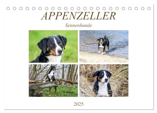 Appenzeller Sennenhunde (Tischkalender 2025 DIN A5 quer), CALVENDO Monatskalender von CALVENDO