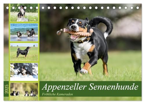 Appenzeller Sennenhunde - Fröhliche Kameraden (Tischkalender 2025 DIN A5 quer), CALVENDO Monatskalender von CALVENDO