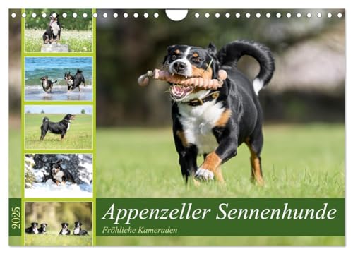 Appenzeller Sennenhunde - Fröhliche Kameraden (Wandkalender 2025 DIN A4 quer), CALVENDO Monatskalender von CALVENDO