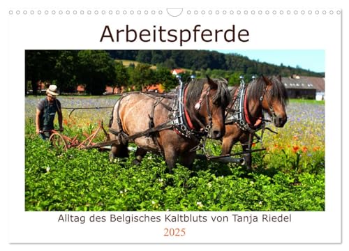 Arbeitspferde - Alltag des belgischen Kaltbluts (Wandkalender 2025 DIN A3 quer), CALVENDO Monatskalender von CALVENDO