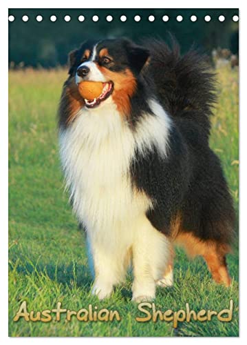 Australian Shepherd (Tischkalender 2025 DIN A5 hoch), CALVENDO Monatskalender von CALVENDO