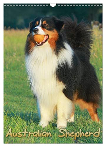 Australian Shepherd (Wandkalender 2025 DIN A3 hoch), CALVENDO Monatskalender von CALVENDO