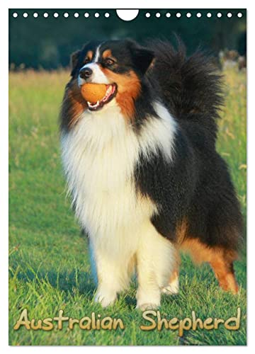 Australian Shepherd (Wandkalender 2025 DIN A4 hoch), CALVENDO Monatskalender von CALVENDO