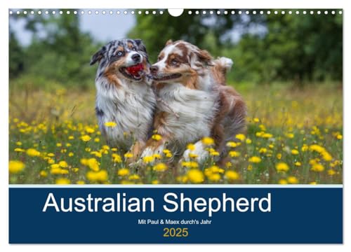 Australian Shepherd 2025 (Wandkalender 2025 DIN A3 quer), CALVENDO Monatskalender von CALVENDO