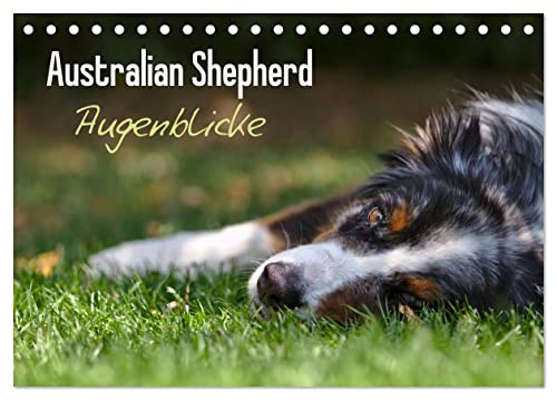 Australian Shepherd - Augenblicke (Tischkalender 2025 DIN A5 quer), CALVENDO Monatskalender von CALVENDO