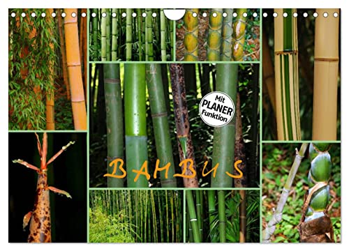 BAMBUS (Wandkalender 2025 DIN A4 quer), CALVENDO Monatskalender von CALVENDO