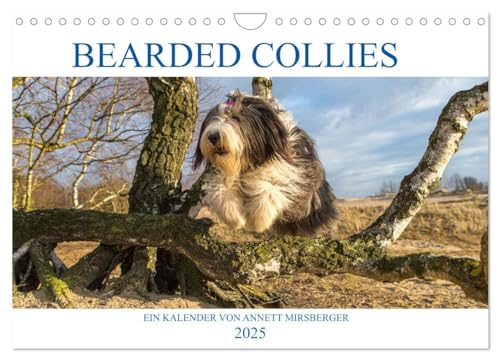 BEARDED COLLIES 2025 (Wandkalender 2025 DIN A4 quer), CALVENDO Monatskalender von CALVENDO