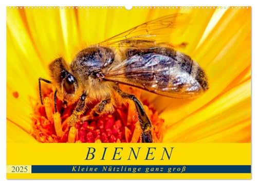 BIENEN - Kleine Nützlinge ganz groß (Wandkalender 2025 DIN A2 quer), CALVENDO Monatskalender von CALVENDO