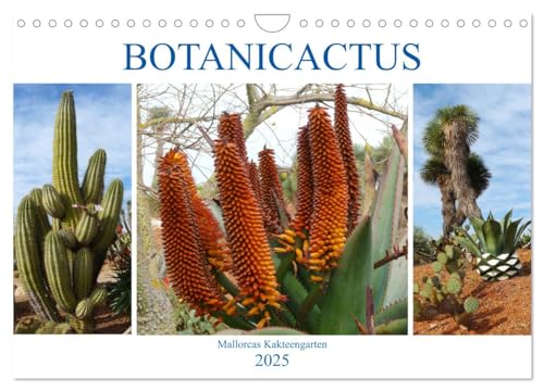 BOTANICACTUS Mallorcas Kakteengarten (Wandkalender 2025 DIN A4 quer), CALVENDO Monatskalender von CALVENDO