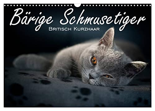 Bärige Schmusetiger - Britisch Kurzhaar (Wandkalender 2026 DIN A3 quer), CALVENDO Monatskalender: Liebevolle Fotoserie von Britisch Kurzhaar Kätzchen (CALVENDO Tiere) von Calvendo