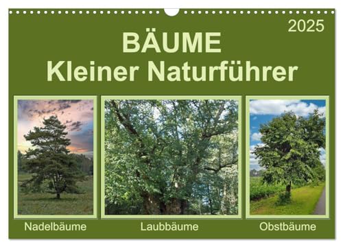 Bäume Kleiner Naturführer (Wandkalender 2025 DIN A3 quer), CALVENDO Monatskalender von CALVENDO