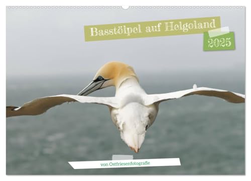 Basstölpel auf Helgoland - von Ostfriesenfotografie (Wandkalender 2025 DIN A2 quer), CALVENDO Monatskalender von CALVENDO