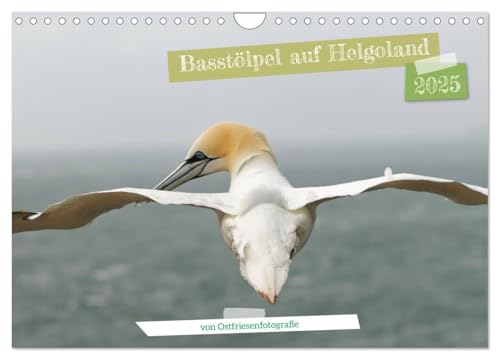 Basstölpel auf Helgoland - von Ostfriesenfotografie (Wandkalender 2025 DIN A4 quer), CALVENDO Monatskalender von CALVENDO