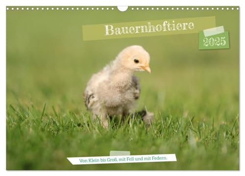 Bauernhoftiere - Von Klein bis Groß, mit Fell und mit Federn. (Wandkalender 2025 DIN A3 quer), CALVENDO Monatskalender von CALVENDO