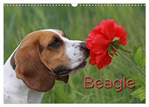 Beagle (Wandkalender 2025 DIN A3 quer), CALVENDO Monatskalender von CALVENDO