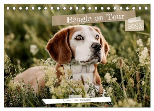 Beagle - Unser treuer Begleiter (Tischkalender 2025 DIN A5 quer), CALVENDO Monatskalender von CALVENDO
