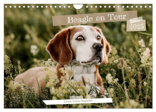 Beagle - Unser treuer Begleiter (Wandkalender 2025 DIN A4 quer), CALVENDO Monatskalender von CALVENDO