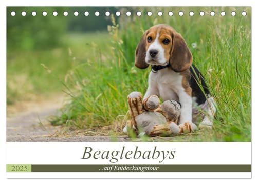 Beaglebabys auf Entdeckungstour (Tischkalender 2025 DIN A5 quer), CALVENDO Monatskalender von CALVENDO