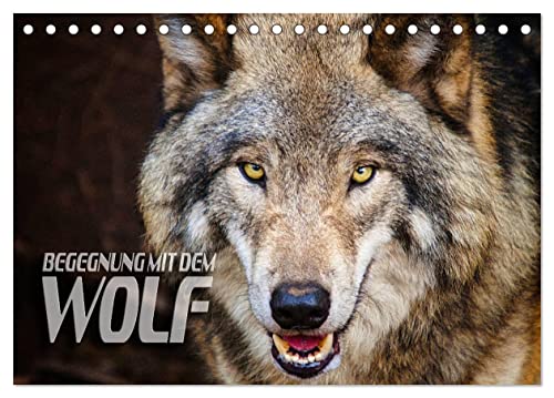 Begegnung mit dem Wolf (Tischkalender 2025 DIN A5 quer), CALVENDO Monatskalender von CALVENDO