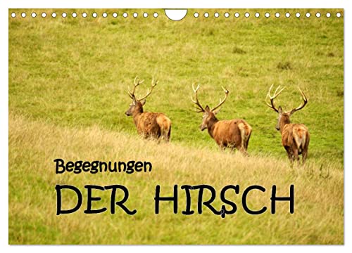Begegnungen. DER HIRSCH (Wandkalender 2025 DIN A4 quer), CALVENDO Monatskalender von CALVENDO