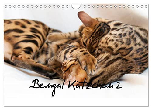Bengal Kätzchen 2 (Wandkalender 2025 DIN A4 quer), CALVENDO Monatskalender von CALVENDO