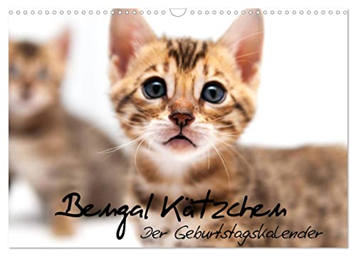 Bengal Kätzchen - Der Geburtstagskalender (Wandkalender 2025 DIN A3 quer), CALVENDO Monatskalender von CALVENDO