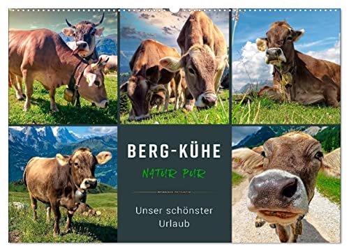 Berg-Kühe, Natur pur - unser schönster Urlaub (Wandkalender 2025 DIN A2 quer), CALVENDO Monatskalender von CALVENDO