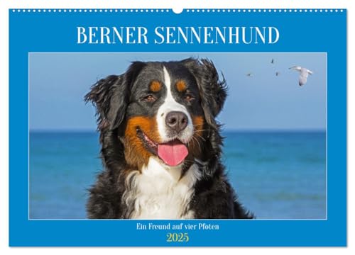 Berner Sennenhund - Ein Freund auf vier Pfoten (Wandkalender 2025 DIN A2 quer), CALVENDO Monatskalender von CALVENDO