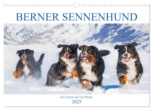 Berner Sennenhund - Ein Traum auf vier Pfoten (Wandkalender 2025 DIN A3 quer), CALVENDO Monatskalender von CALVENDO