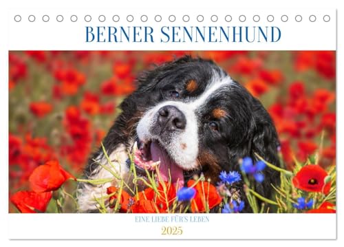Berner Sennenhund - Eine Liebe für´s Leben (Tischkalender 2025 DIN A5 quer), CALVENDO Monatskalender von CALVENDO