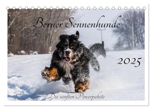Berner Sennenhunde - Die sanften Powerpakete (Tischkalender 2025 DIN A5 quer), CALVENDO Monatskalender: Ein Einblick in die tollste Rasse der Welt. (CALVENDO Tiere) von Calvendo